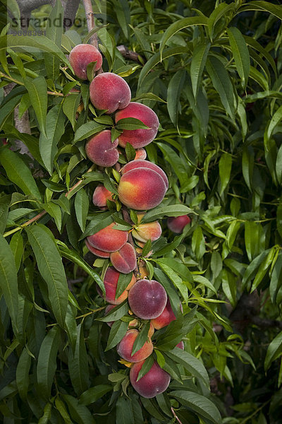 Vereinigte Staaten von Amerika USA nahe Frucht klein Landwirtschaft reifer Erwachsene reife Erwachsene Ast Pfirsich Ergebnis Kalifornien Markt