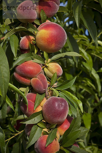 Vereinigte Staaten von Amerika USA nahe Frucht klein Landwirtschaft Close-up reifer Erwachsene reife Erwachsene Ast Ansicht Pfirsich Ergebnis Kalifornien Markt