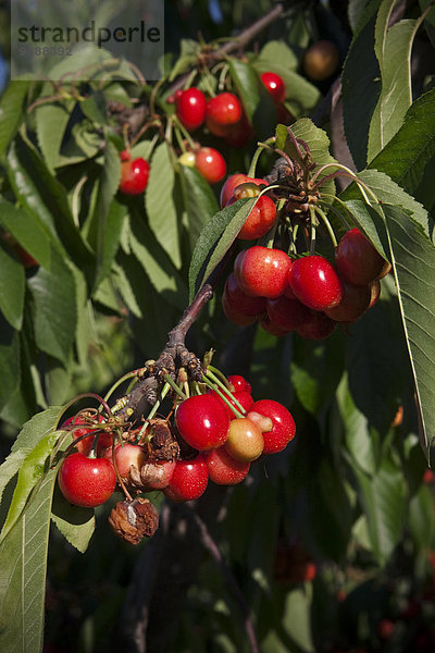 Vereinigte Staaten von Amerika USA nahe Frucht Landwirtschaft Kirsche Pflanze reifer Erwachsene reife Erwachsene verwesen Kalifornien reif