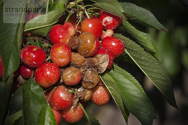 Vereinigte Staaten von Amerika USA nahe Frucht Landwirtschaft Kirsche Pflanze reifer Erwachsene reife Erwachsene verwesen Kalifornien reif