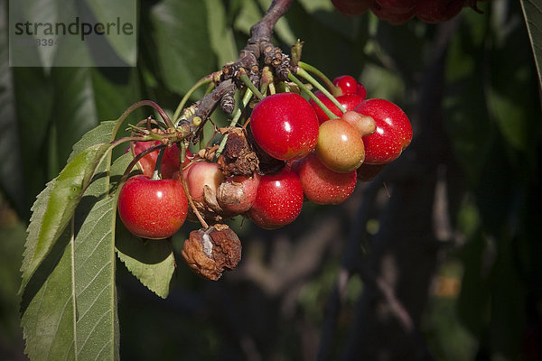 Vereinigte Staaten von Amerika USA nahe Frucht Landwirtschaft Kirsche Pflanze reifer Erwachsene reife Erwachsene verwesen Kalifornien reif