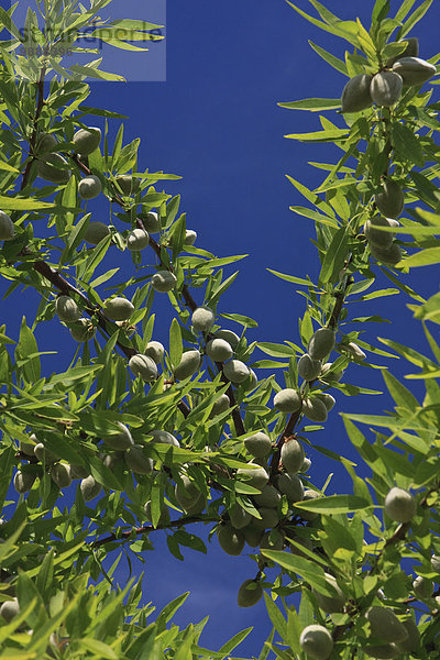 Vereinigte Staaten von Amerika USA nahe Baum Gesundheit spät Landwirtschaft Nutzpflanze reifer Erwachsene reife Erwachsene Ast Mandel Nuss Kalifornien