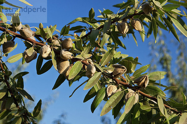 Vereinigte Staaten von Amerika USA nahe Baum offen Start spät Landwirtschaft ernten Close-up reifer Erwachsene reife Erwachsene Sonnenlicht Nachmittag zerreißen Mandel Kalifornien