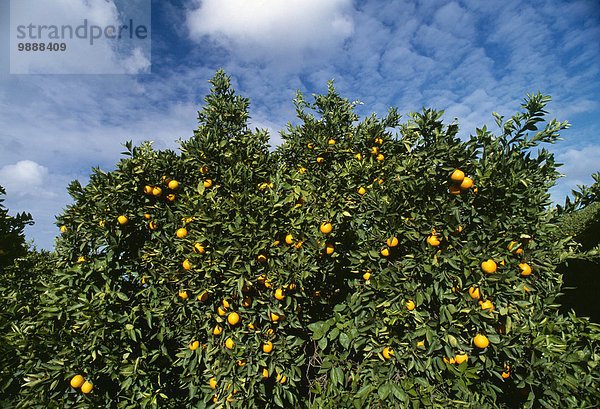 Vereinigte Staaten von Amerika USA Baum Frucht Start ernten Orange Orangen Apfelsine Apfelsinen Kalifornien