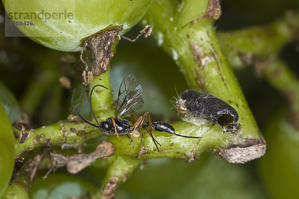 Vereinigte Staaten von Amerika USA europäisch Weintraube Klatsch Parasit Tier Erwachsener Kalifornien Larve Motte Wespe