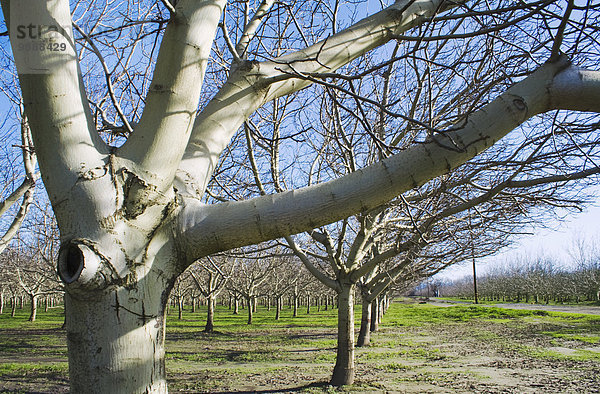 Vereinigte Staaten von Amerika USA nahe Winter Landwirtschaft früh Obstgarten Walnuss Kalifornien schlafen