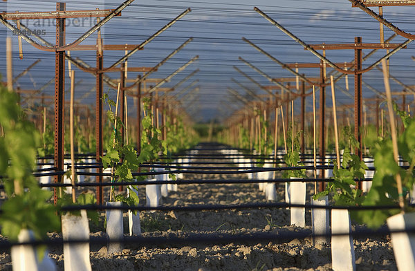 Kälte Beleuchtung Licht über Wind suchen Landwirtschaft Wachstum Pflanze gerade Weintraube Temperatur jung beschädigt Unterstützung aufrecht Schutz Tisch Bewässerung anpflanzen Spalier Reben Weinberg
