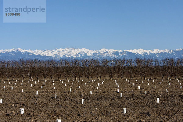 Vereinigte Staaten von Amerika USA nahe stehend Wasser Berg Baum Landwirtschaft Tal Schneedecke Hintergrund Nevada anpflanzen Fokus auf den Vordergrund Fokus auf dem Vordergrund Obstgarten Mittelpunkt Landwirtin Nektarine Angebot schlafen Kalifornien Bewässerung