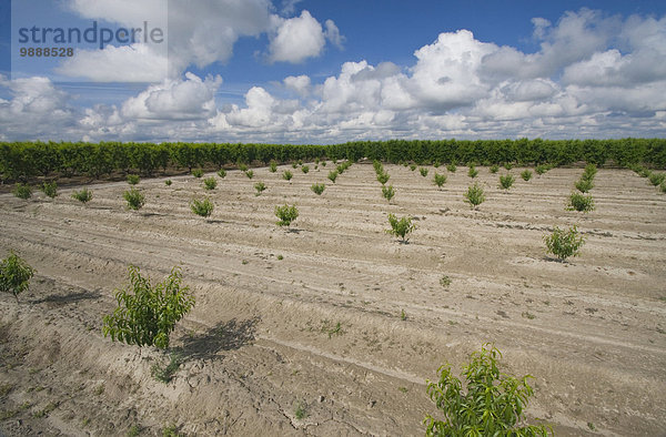 Vereinigte Staaten von Amerika USA nahe Pflanzenblatt Pflanzenblätter Blatt Landwirtschaft Hintergrund reifer Erwachsene reife Erwachsene früh jung Obstgarten Pfirsich Kalifornien