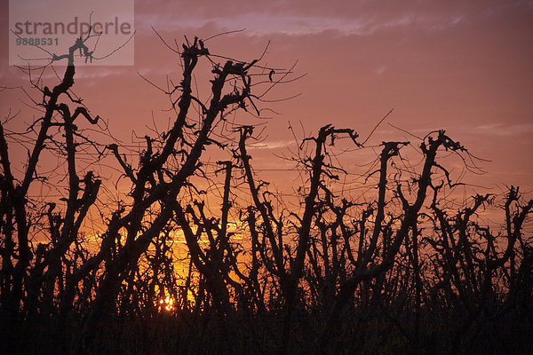 Vereinigte Staaten von Amerika USA nahe Sonnenuntergang Baum Landwirtschaft Herbst Fokus auf den Vordergrund Fokus auf dem Vordergrund Pfirsich schlafen Kalifornien