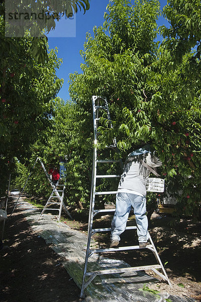 Vereinigte Staaten von Amerika USA nahe benutzen Leiter Leitern geben Schutz arbeiten Frucht Landwirtschaft ernten Feld Obstgarten aufheben Kalifornien reif