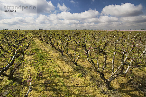 Vereinigte Staaten von Amerika USA nahe Stilleben still stills Stillleben Winter Chemie spät Landwirtschaft verbrannt töten Unkraut Seegras Obstgarten Produktion Pfirsich Wiese Mittelpunkt Bewerber Kalifornien