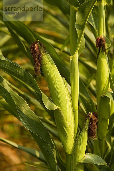 Mais Zuckermais Kukuruz Vereinigte Staaten von Amerika USA Getreide Landwirtschaft reifer Erwachsene reife Erwachsene getrocknet Mississippi Stängel