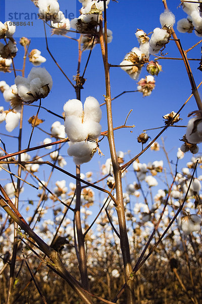 Vereinigte Staaten von Amerika USA niedrig Start Landwirtschaft ernten Wolle Ansicht Flachwinkelansicht Winkel Mississippi