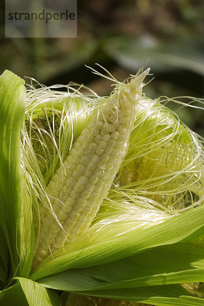 Mais Zuckermais Kukuruz Vereinigte Staaten von Amerika USA Getreide Rückansicht ziehen Kleinkindalter Kleinkind Landwirtschaft Close-up Ansicht Hülse Mississippi Seide