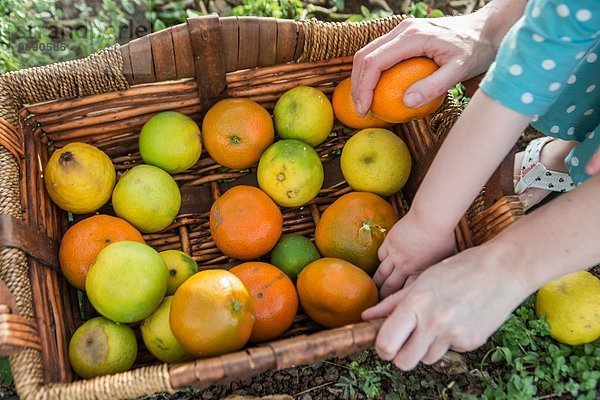 Schnappschuss von Mutter und Kleinkind Töchter Hände auf Korb mit geernteten Orangen