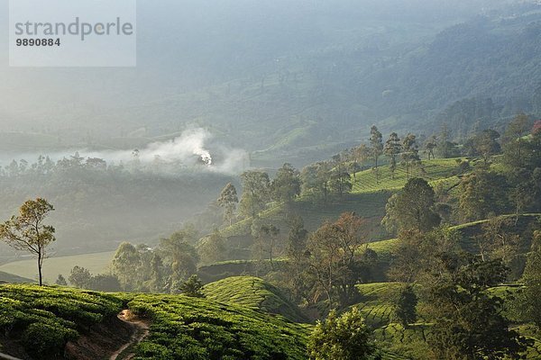 Teeplantage  Kerala  Indien