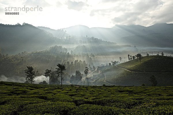 Teeplantage im Morgengrauen  Kerala  Indien