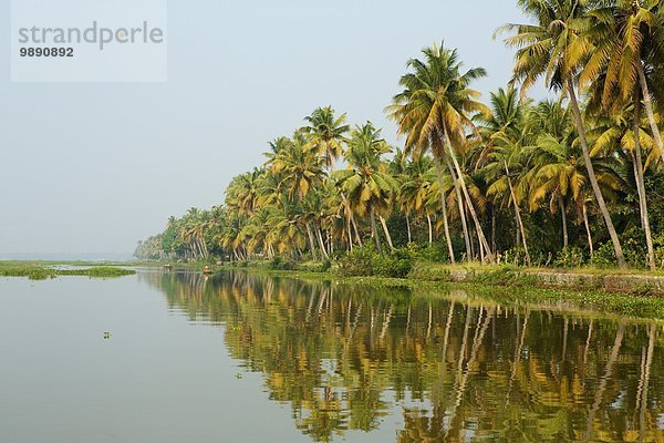 Palmen am Wasser  Kerala  Indien