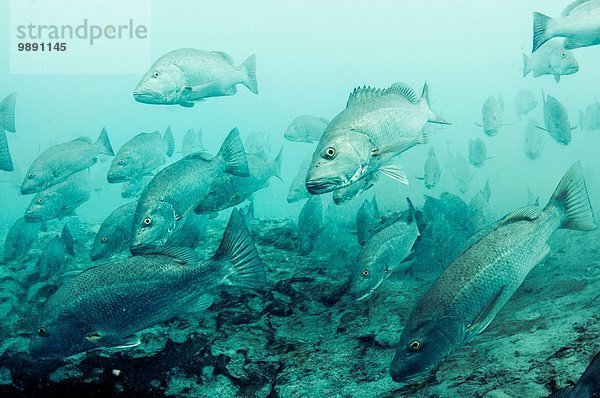 Cubera Schnapper versammeln sich am Süßwasserauslauf in der Lagune von Sian Ka'an  Quintana Roo  Mexiko.