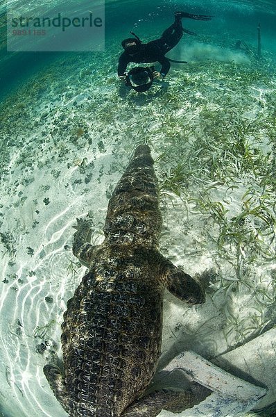 Taucher nähert sich dem amerikanischen Krokodil (Crocodylus acutus) in klaren Gewässern der Karibik  Chinchorro Banks (Biosphärenreservat)  Quintana Roo  Mexiko.