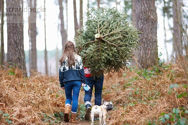 Rückansicht des jungen Paares mit Weihnachtsbaum auf den Schultern im Wald