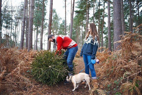 Junges Paar und Hund heben Weihnachtsbaum im Wald