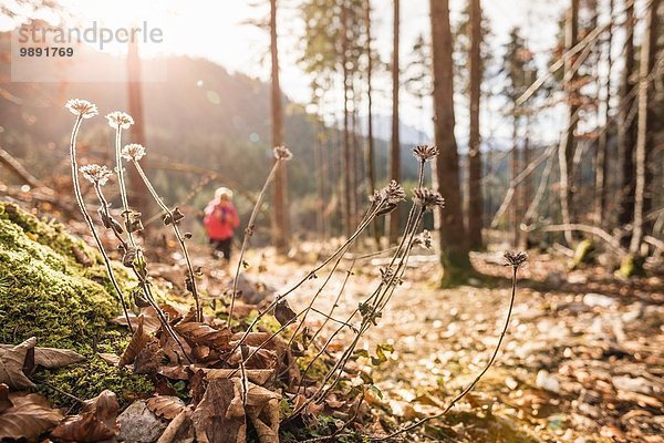 Fernsicht einer jungen Wanderin im Wald  Reutte  Tirol  Österreich