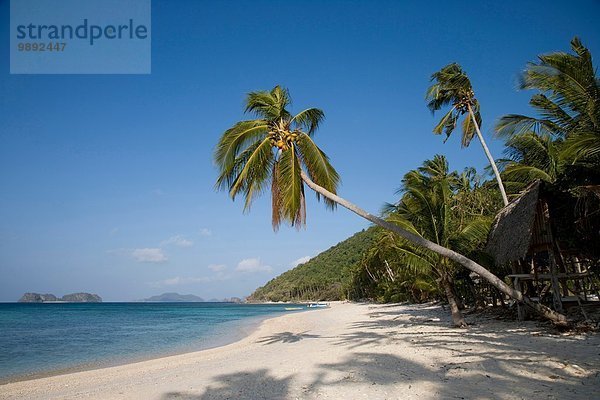 Kokospalmen am tropischen Strand  El Nido  Philippinen