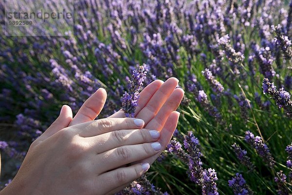 Nahaufnahme von Frauenhänden mit Lavendelblüten  Provence  Frankreich