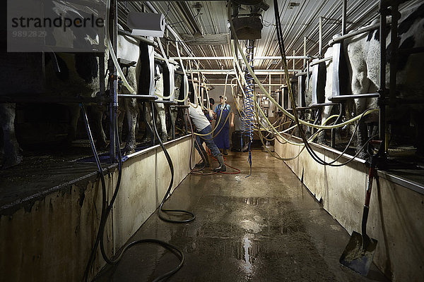 Brüder und Schwestern beim Anbringen von Milchmaschinen an Kühe im Milchviehbetrieb