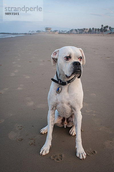 Porträt eines weißen Boxerhundes am Venice Beach  Kalifornien  USA