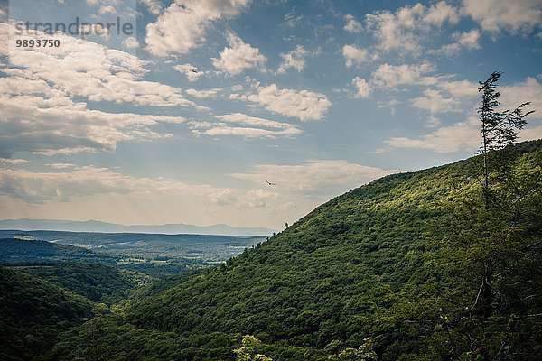 Vogel über einem New England Tal  Berkshire County  Massachusetts  USA