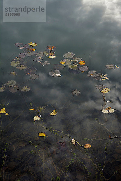 Die Herbstblätter auf der Wasseroberfläche des Meeres
