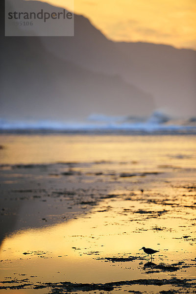 USA  Hawaii  Hanalei  Sonnenuntergang am Kee Beach  Vogel