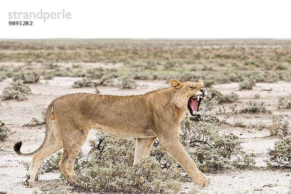 Namibia  Etosha Nationalpark  Hissing junger Löwe