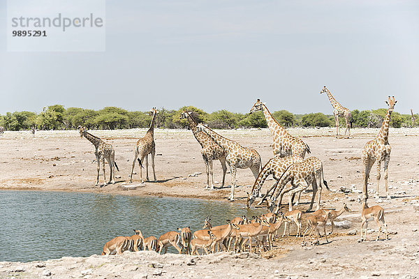 Namibia  Etosha-Nationalpark  Giraffen und Impalas am Wasserloch