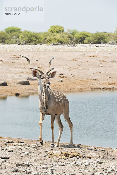 Namibia  Etosha Nationalpark  Großer Kudu-Stier am Wasserloch