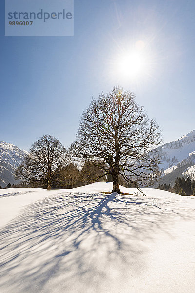 Deutschland  Bayern  Allgäu  kahle Bäume im Winter im Gegenlicht