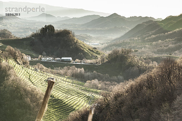 Italien  Treviso  Blick von der Strada del Prosecco auf Hügel mit Weinreben im Morgennebel