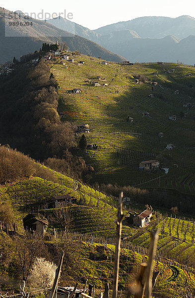 Italien  Treviso  Blick von der Strada del Prosecco auf Hügel mit Weinreben bei Sonnenaufgang