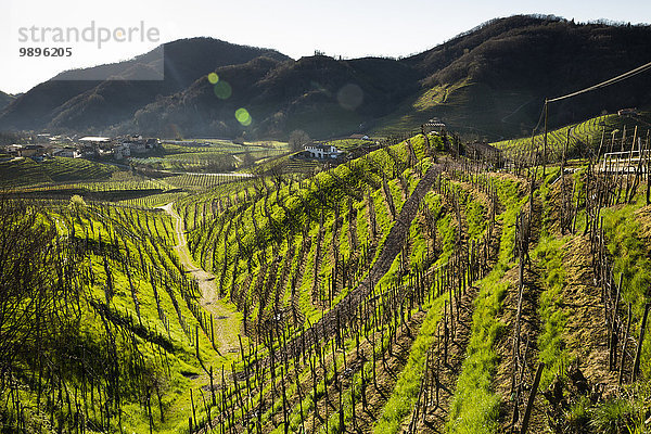 Italien  Treviso  Blick von der Strada del Prosecco auf Hügel mit Weinreben in der Morgendämmerung