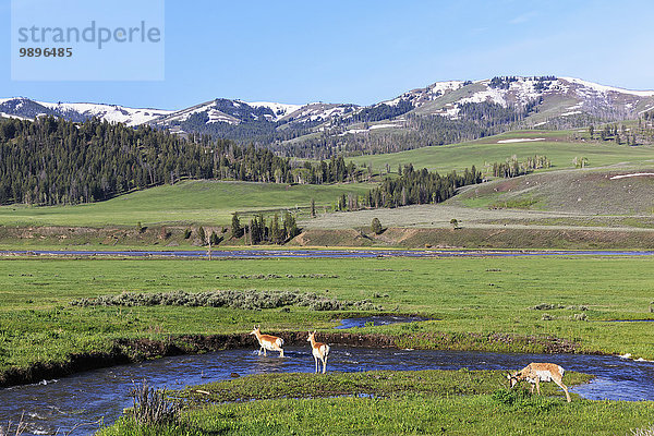 USA  Wyoming  Yellowstone Nationalpark  Vorhörner überqueren das Wasser
