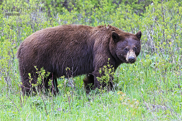 USA  Wyoming  Yellowstone Nationalpark  Amerikanischer Schwarzbär auf einer Wiese