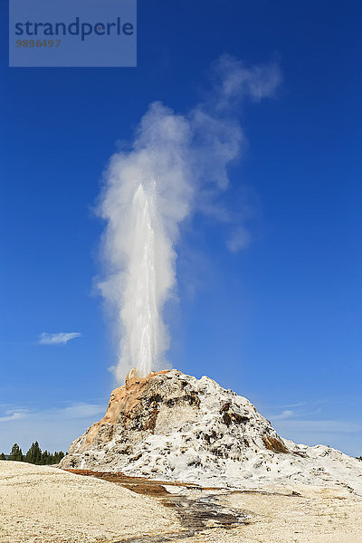 USA  Wyoming  Yellowstone Nationalpark  Ausbruch des White Dome Geysirs