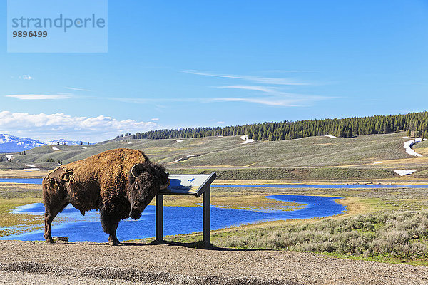USA  Yellowstone Nationalpark  Buffalo Reiben auf Informationstafel