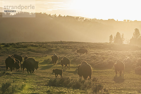 USA  Yellowstone Nationalpark  Büffelherde auf Grasland