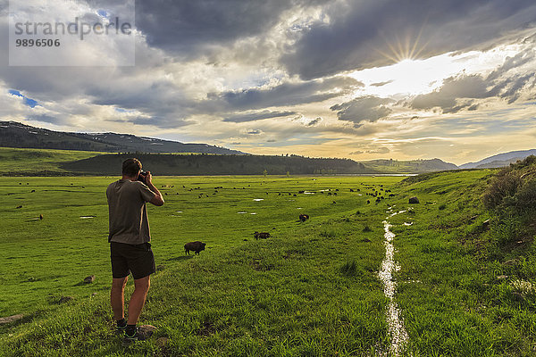 USA  Yellowstone Nationalpark  Mann fotografiert Büffelherde im Lamar Valley