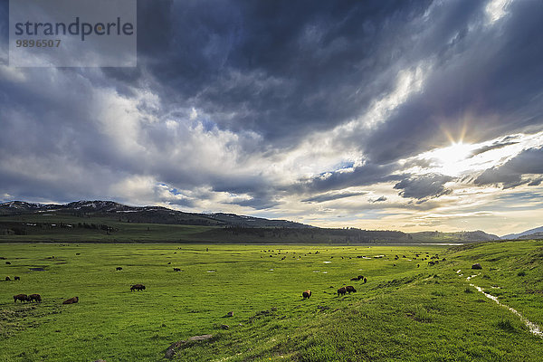 USA  Yellowstone Nationalpark  Büffelherde im Lamar Valley