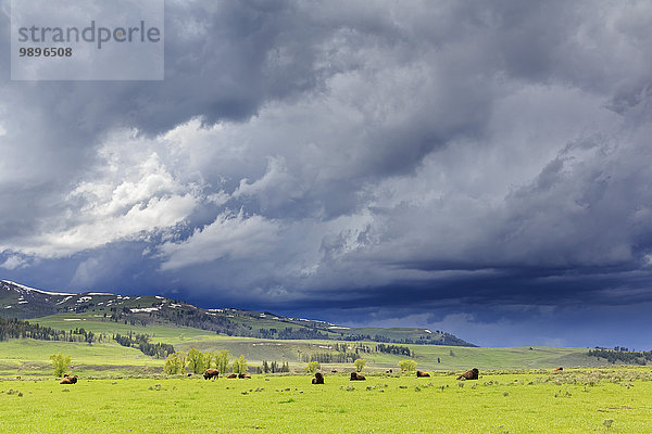 USA  Yellowstone Nationalpark  Büffelherde im Lamar Valley